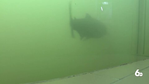 Salmon Workgroup Releases Final Report