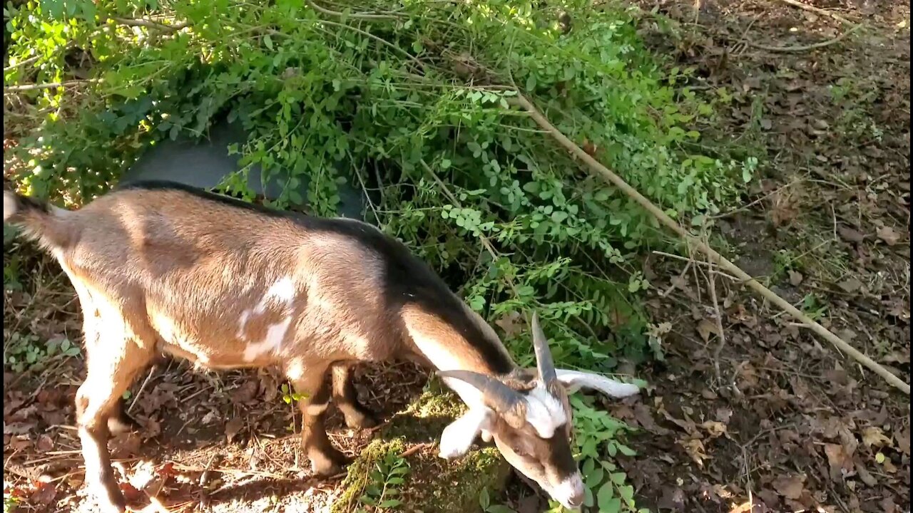 Goat pen update HALLOWEEN