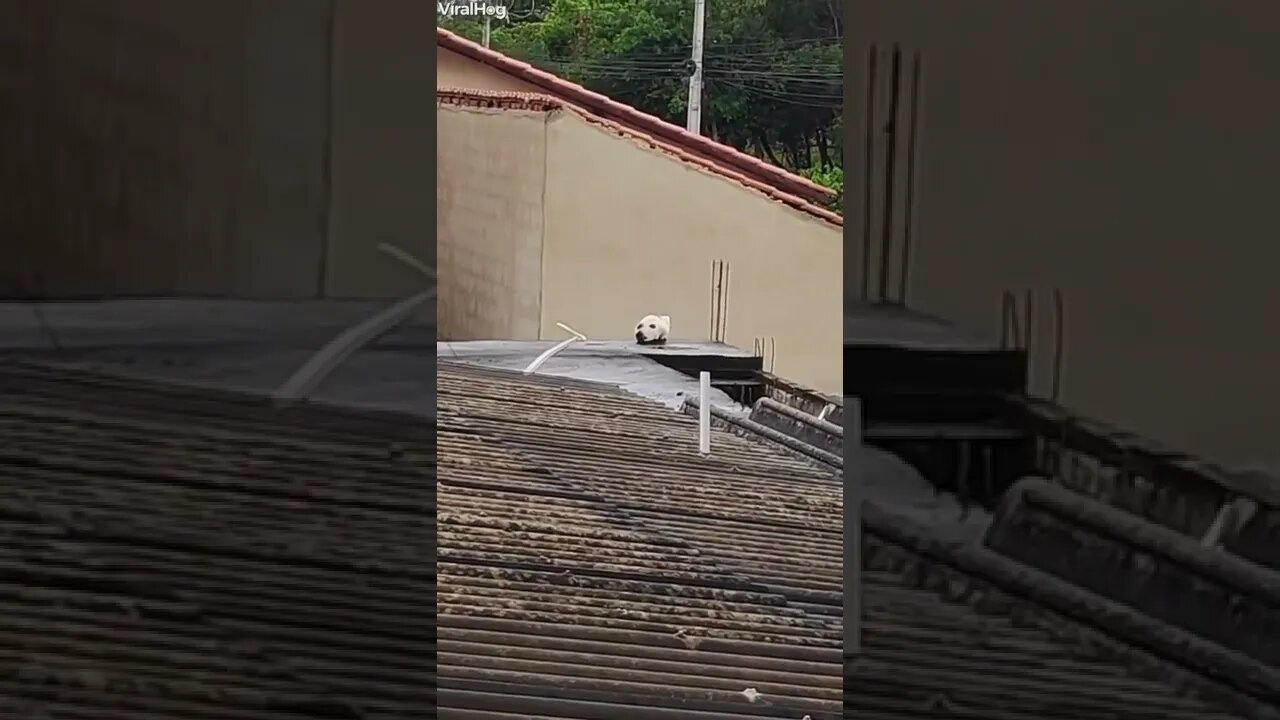 What is that?! 🐈‍⬛🐶 #shorts #shortsvideo #dog #cat #funny