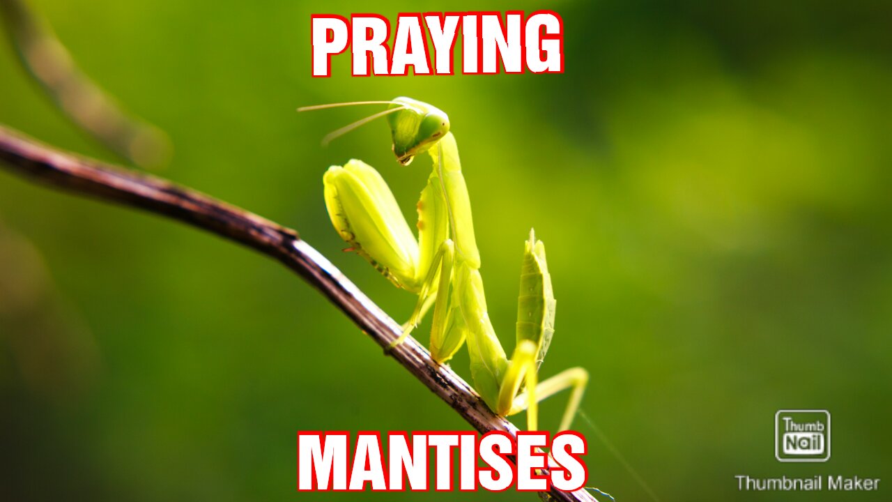 PRAYING MANTISES