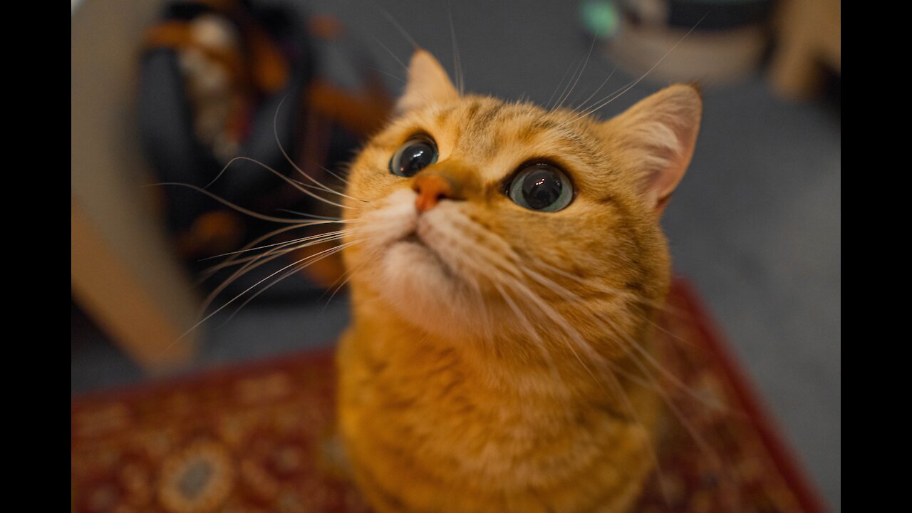 Cat distroy the balloon