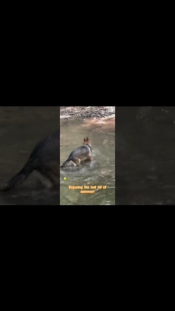 Daisy Likes Summertime!