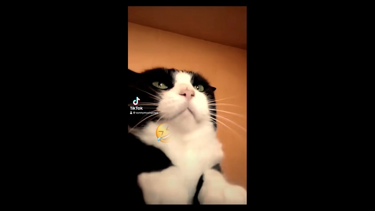 Cat dancing