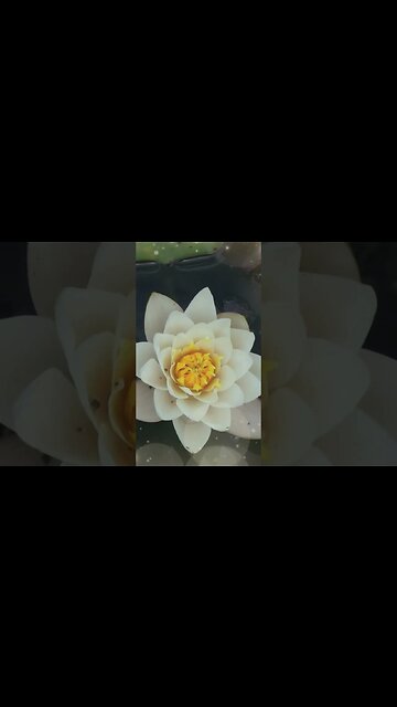 1 Minute Meditation I'M GRATEFUL FOR NEW OPPORTUNITIES #shorts #youtubeshorts #1minutemeditation