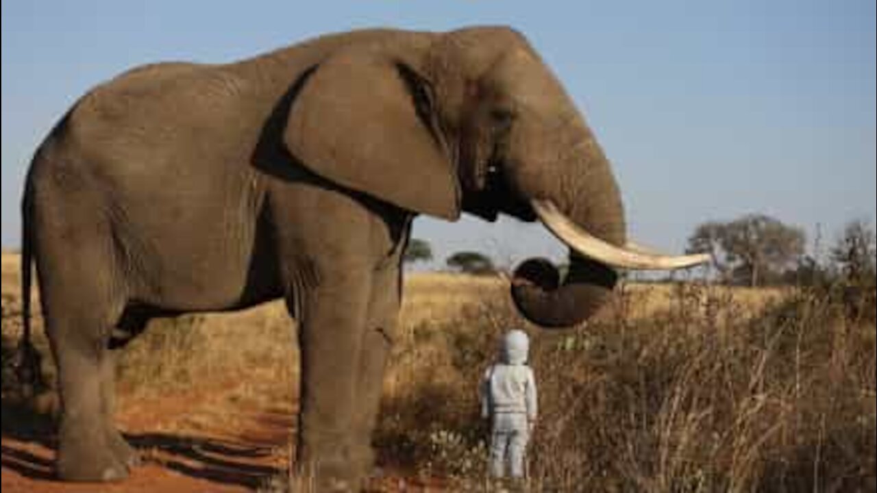 Fearless 4-year-old boy approaches huge elephant