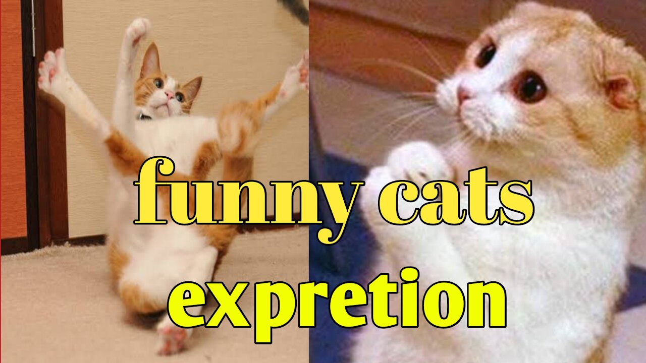 Funny cats 🐱 funny face expretion