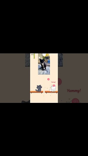 duet cats cute cute cute #shorts #music #cat