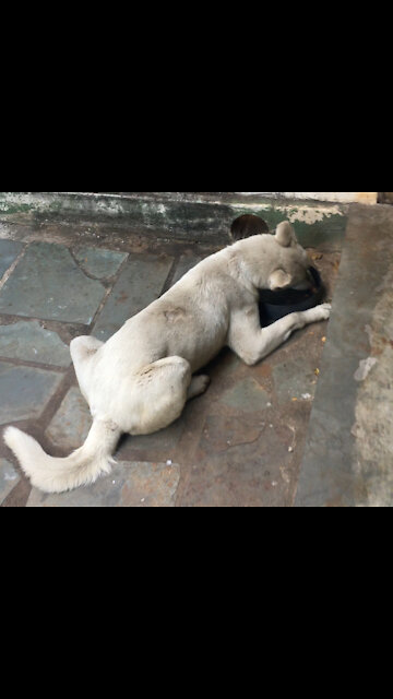 My dog ​​only eats lying down, he is lazy 🤣🐕