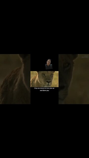 The cape buffalo is a killer