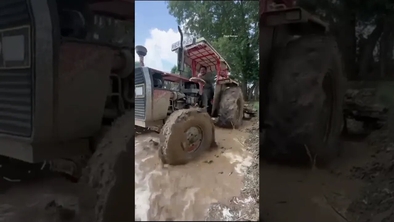 Punjab is Ready For Rice Crop | The Day of Enjoyment 😱 #shorts #shortsfeed