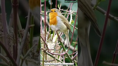 SUARA JENIS BURUNG ROBIN EROPA (Erithacus rubecula)