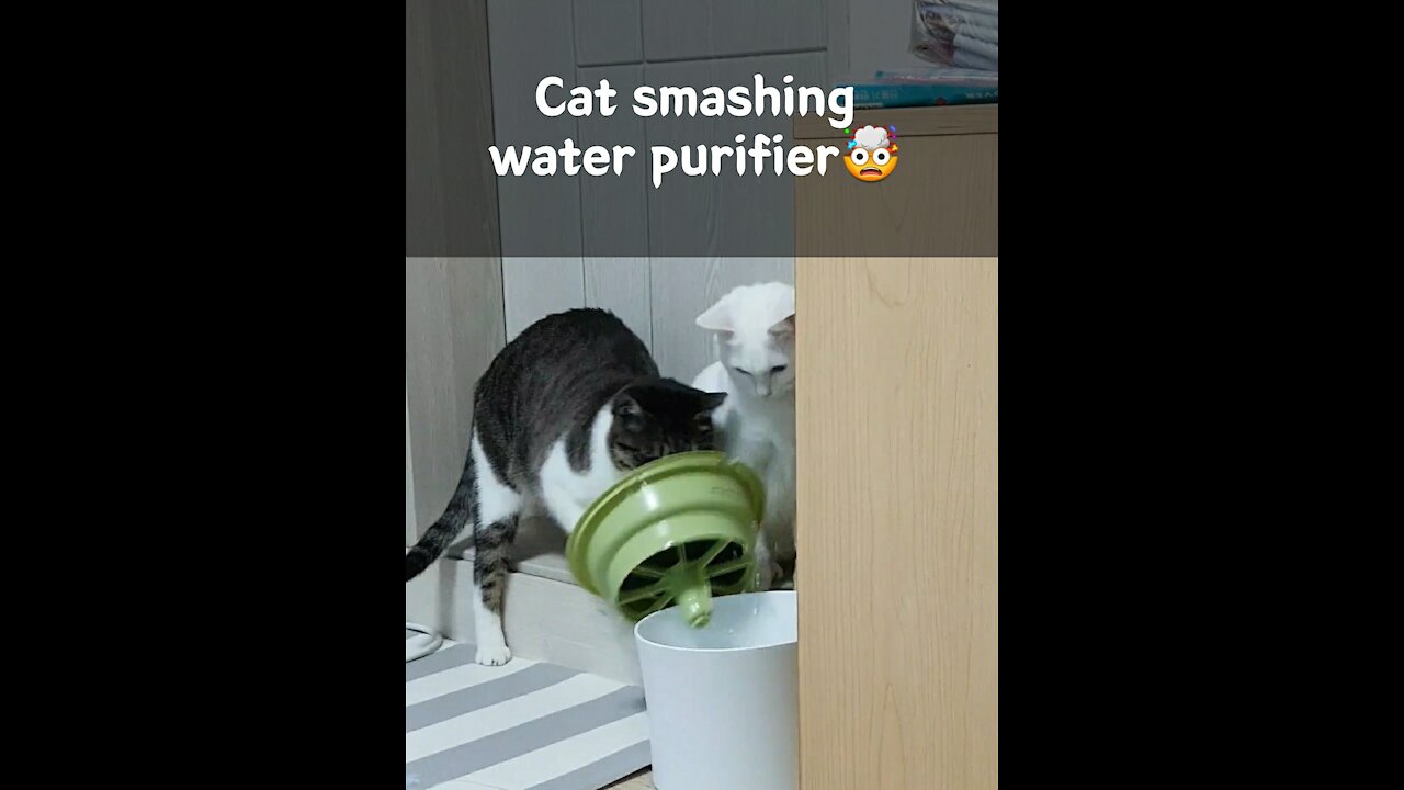 Cat smashing water purifier