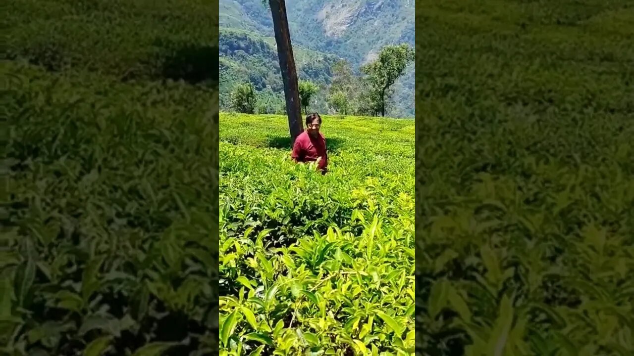 View of tea garden and speciality of tea garden,#shorts,#tourvlog,#teagarden,#youtubevideo,#ytshorts