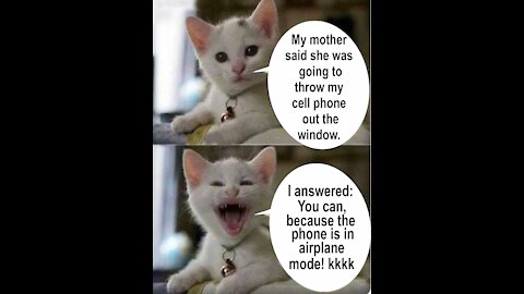 Hilarious Cat Memes - 04 😹 -I doubt you won't laugh-😹-The Most Comical Cats IV