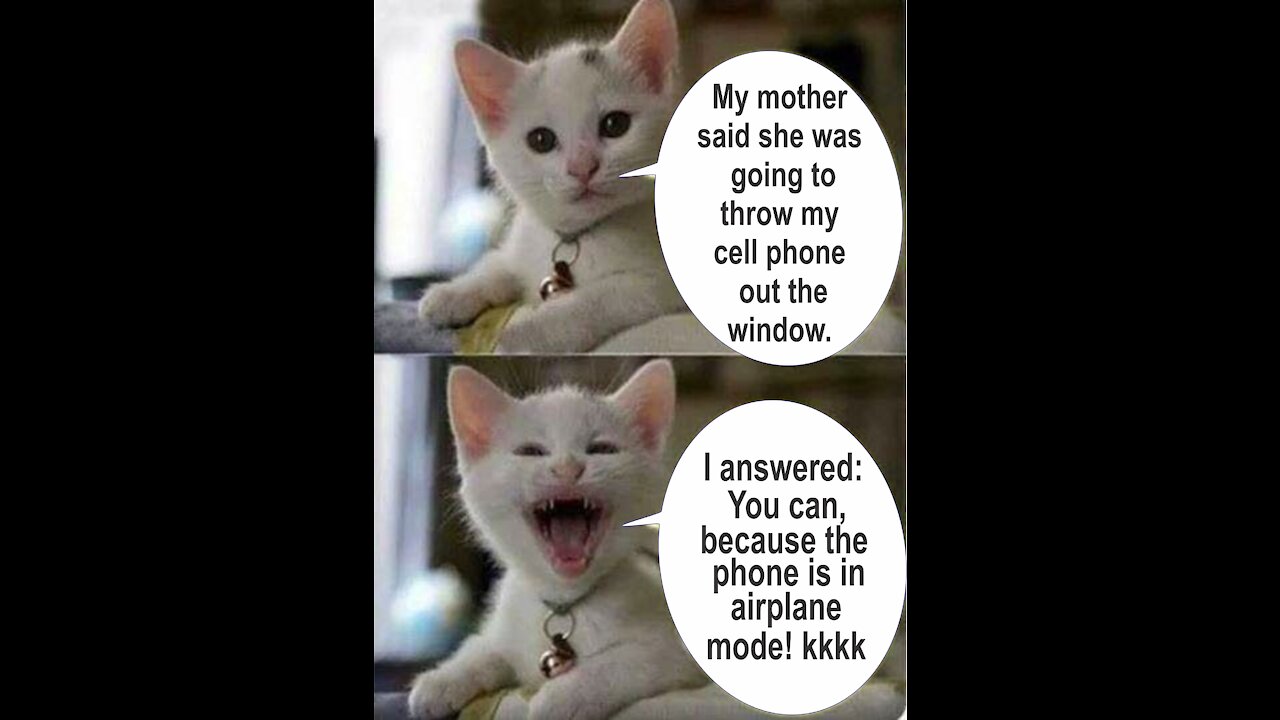 Hilarious Cat Memes - 04 😹 -I doubt you won't laugh-😹-The Most Comical Cats IV
