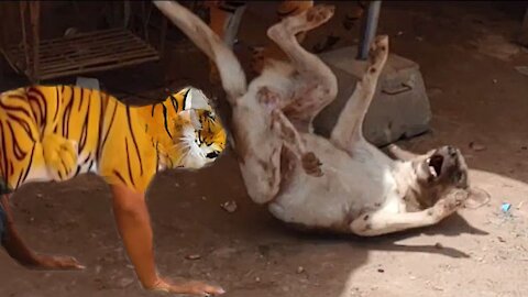 Fake Tiger Prank With Street Dog | Funny Animals Video | Funny prank with Dog