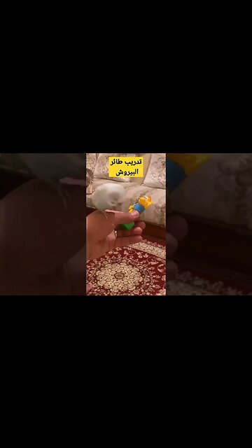 تدريب طائر البيروش روعة