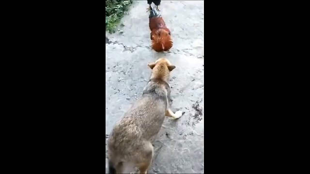 Funny animals