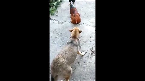 Funny animals