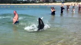 Una foca a pesca tra i bagnanti in Australia