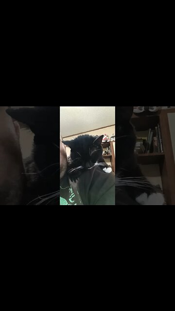 Hi, kitty #shortsfeed #shortsvideo #kitty #kittycat #youtubeshorts #catlover #cutekitty #cat