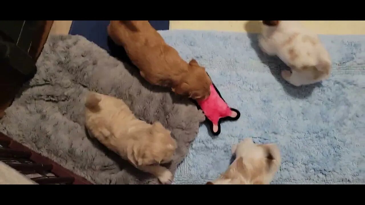 W Litter - So Playful(1)