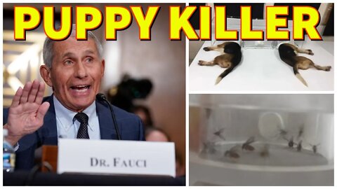 Has Dr. Fauci Gone Too Far? | BeagleGate