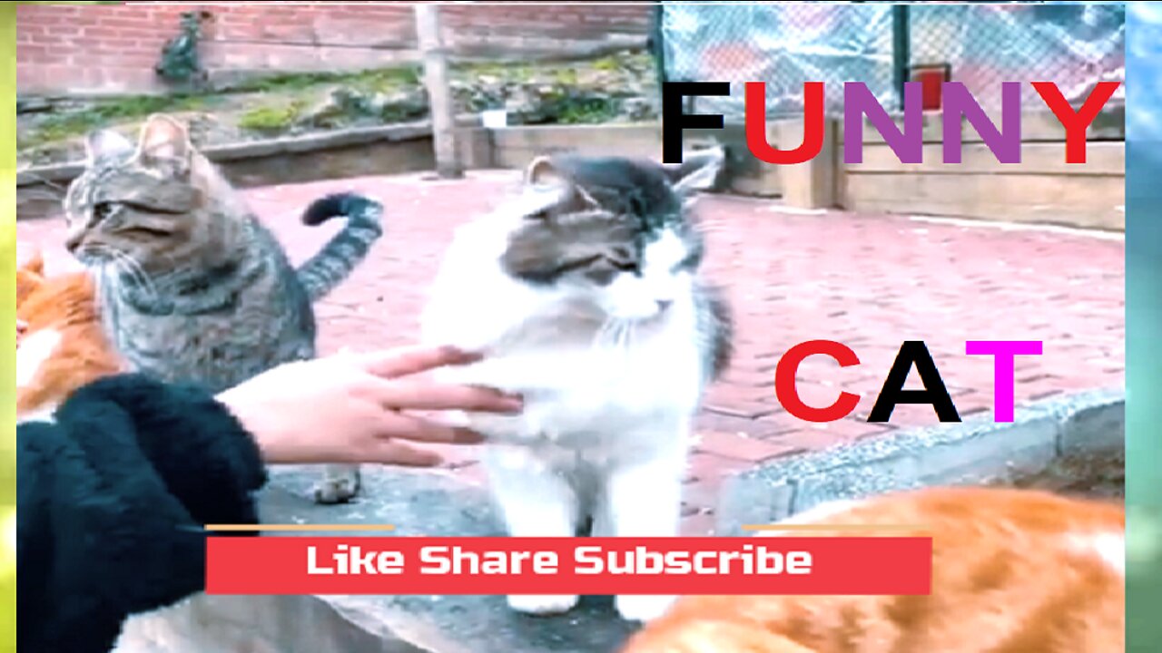 funny cat | Cute cat | Baby Cat | dancing cat | qureshi digital tv