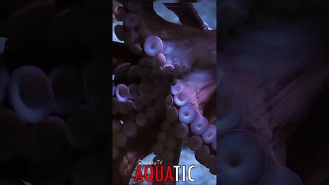 🌊 #AQUATIC - Enthralling Encounter: Octopus's Powerful Embrace Astounds 🦈