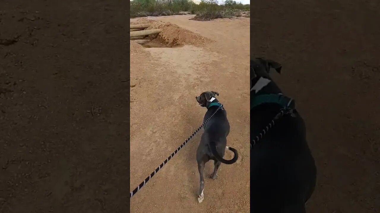 Obstacle course found on our hike. #einsteinsbackyard #shorts #arizona #dog #pitbulls #toughmudder