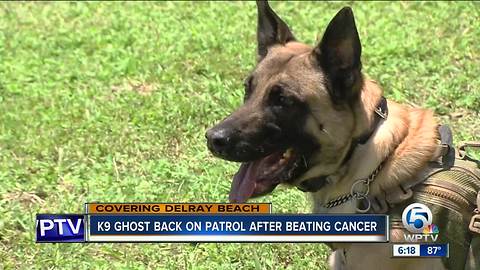 K9 Ghost back on patrol after beating cancer