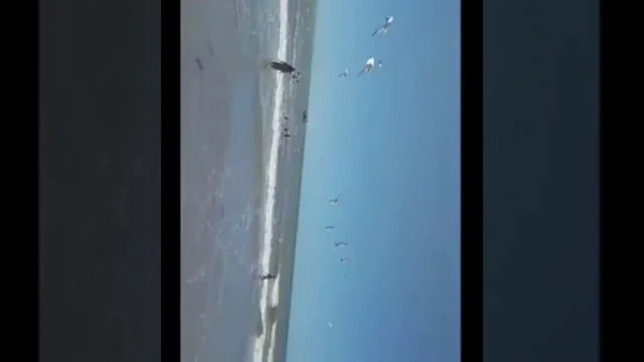 praia e os pássaros #shorts