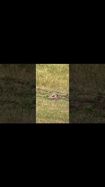 Varmint demolition! #shorts