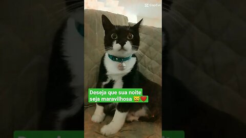 Gato Bartolomeu Tunico 😸