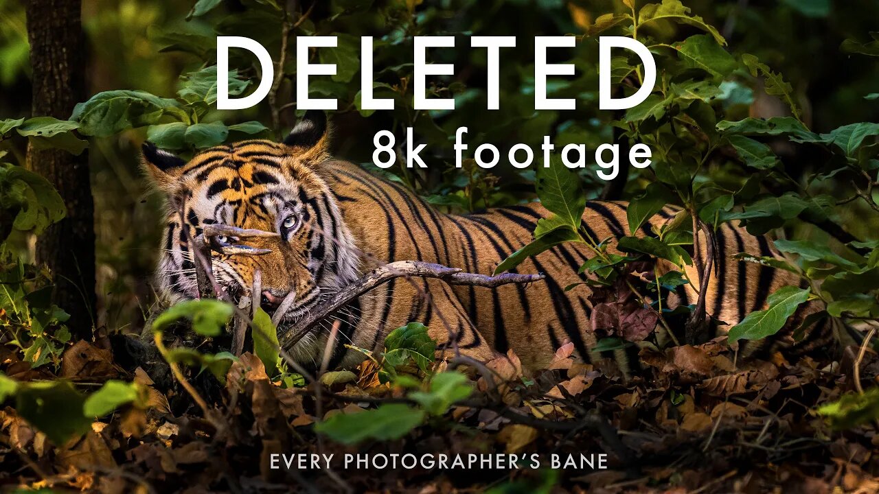 How To Recover Lost Data - I Accidentally DELETED Rare 8K Wildlife Footage | Canon R5