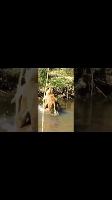 Lioness Crossing A River With Prey In Her Mouth #shorts