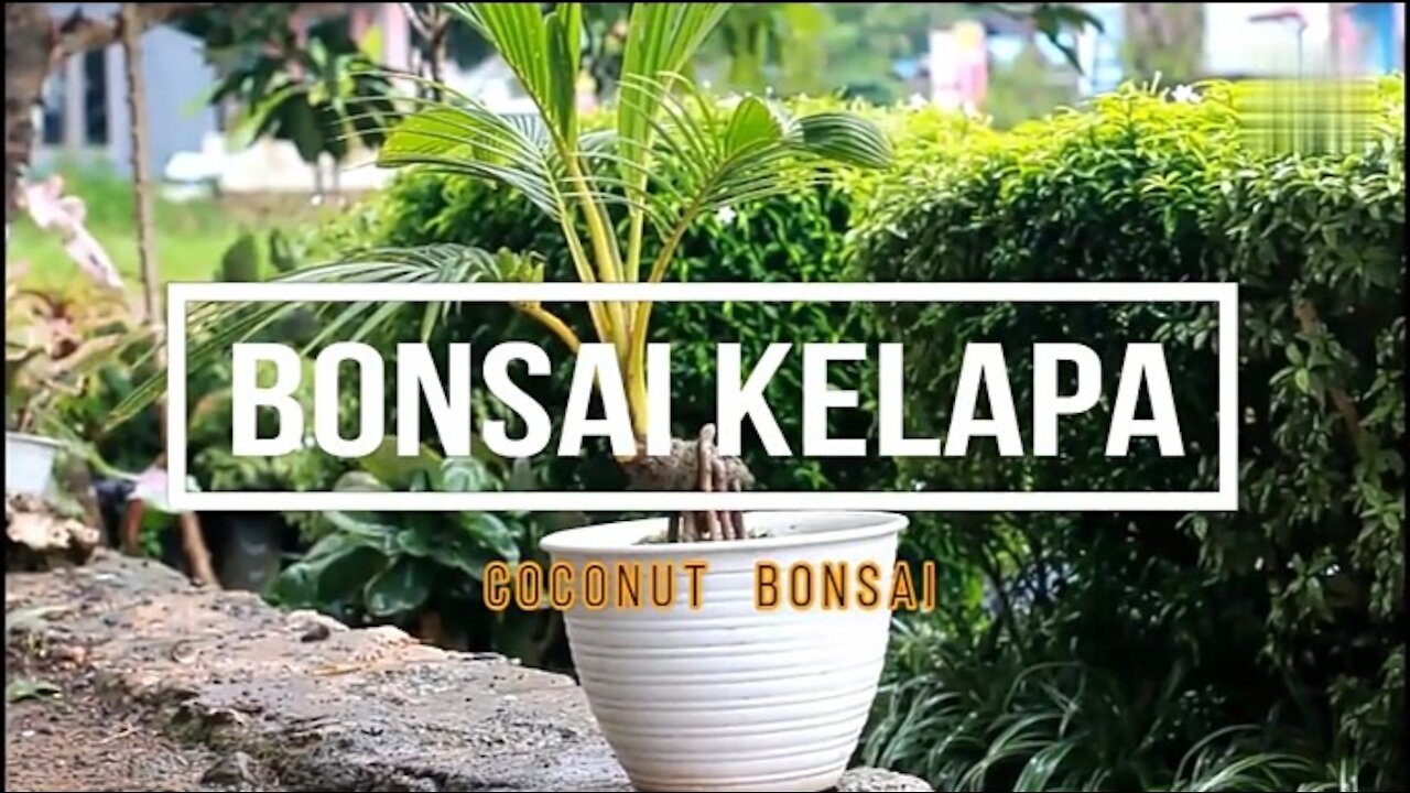 How to make a coconut bonsai