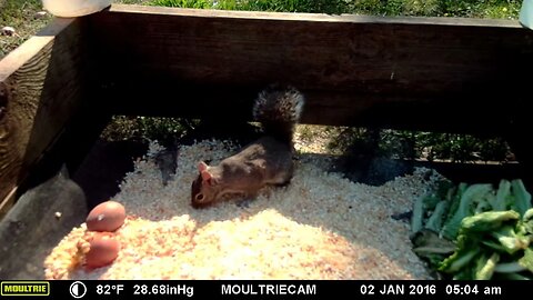 Squirrel🐿️ feeding compilation, so 😍CUTE #cute #funny #animal #nature #wildlife #trailcam #farm