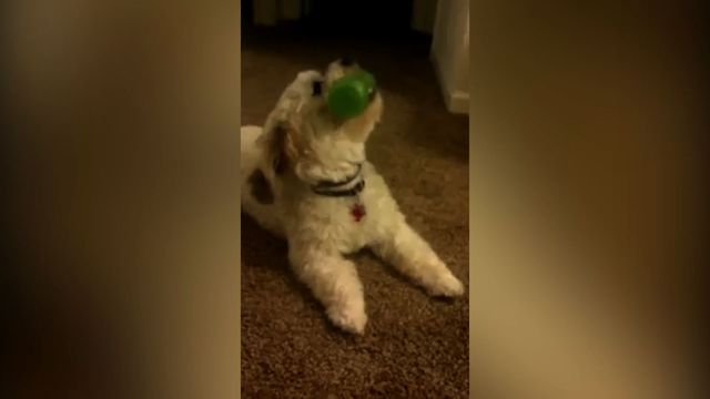 Squeaky Toy Symphony