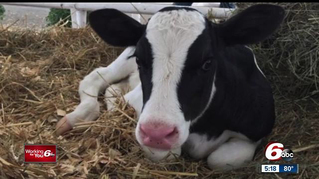 Indiana farmers name calf after RTV6 journalist