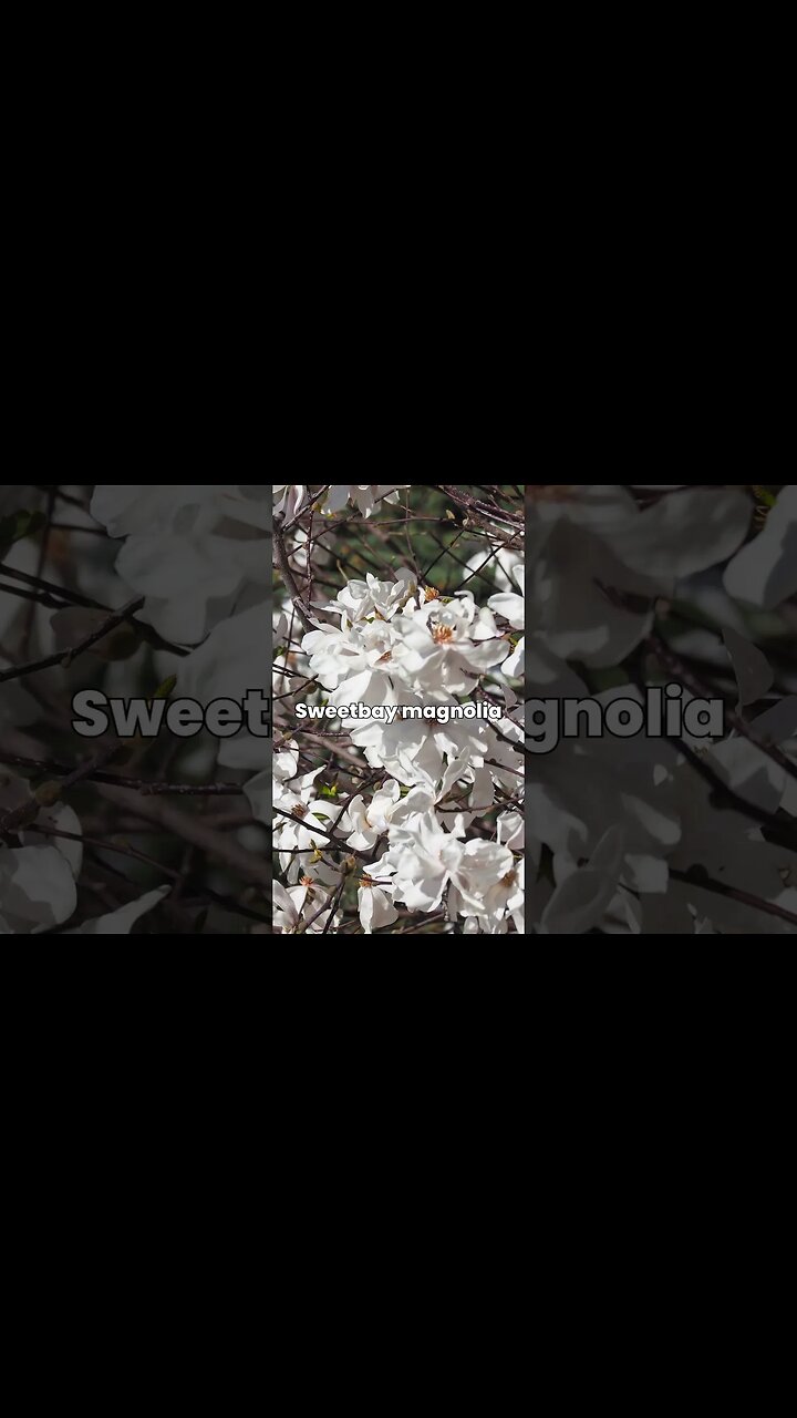 North American Native Species Trees: Lovely to look at and low-care needs #garden