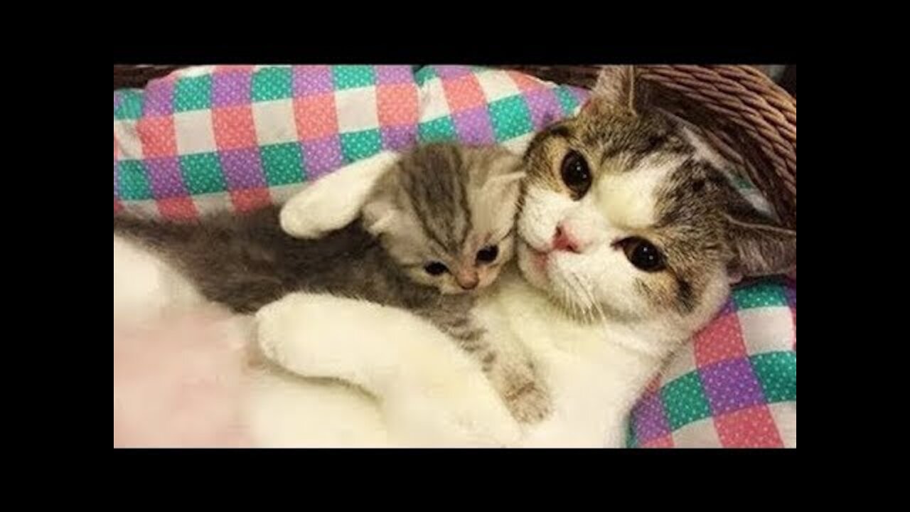 Funniest Animals - Try Not To Laugh Watching Funny Animals Vines Compilation