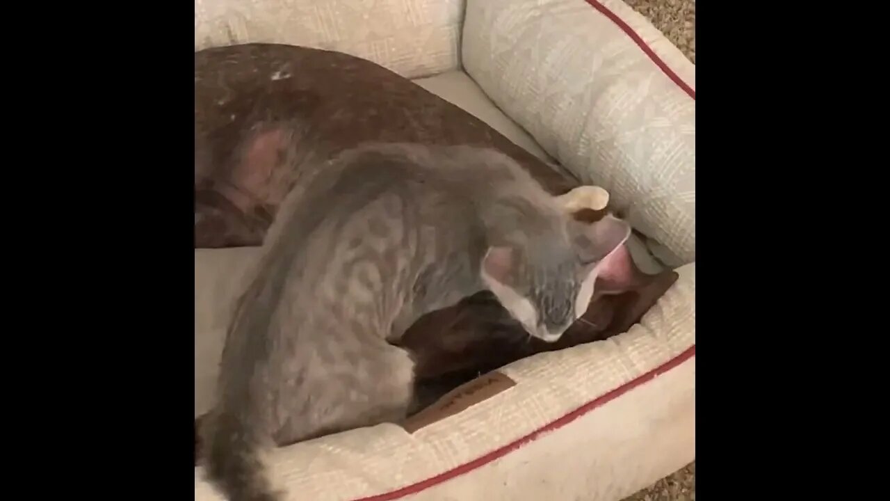 Penny gets loving, Wall-ee style