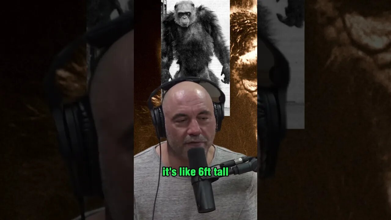 Exploring the Congo's Bondo Ape, the Giant Chimp - Joe Rogan