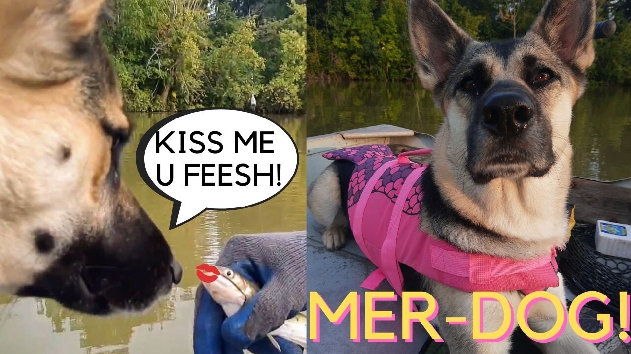 Dogs First Boat Ride | So Many New Experiences 💜 (funny)