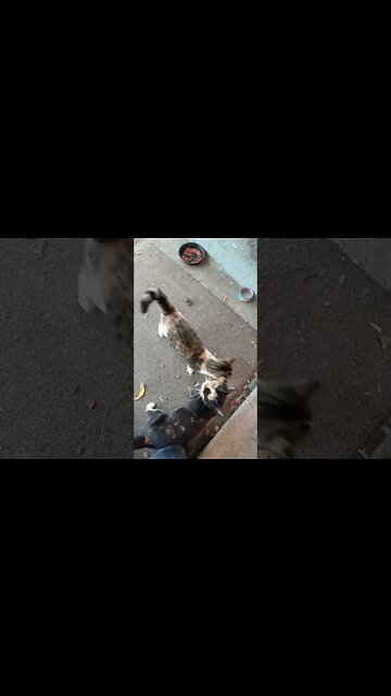 Mama Cat Shows Up For Some Lunch