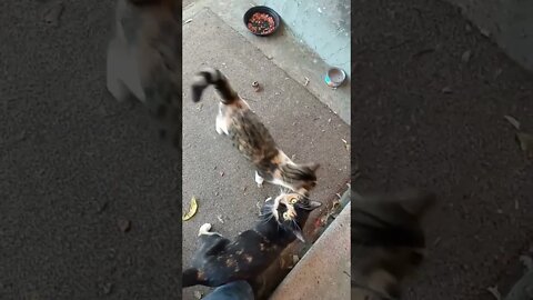 Mama Cat Shows Up For Some Lunch