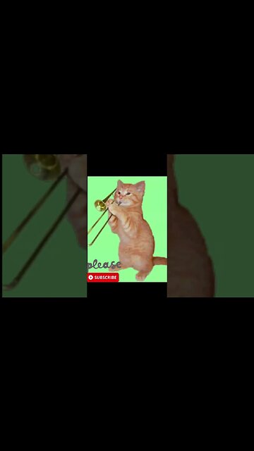 Cat Plying happy birthday to you #shorts s