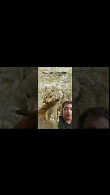 Wisconsin to reduce wolf population