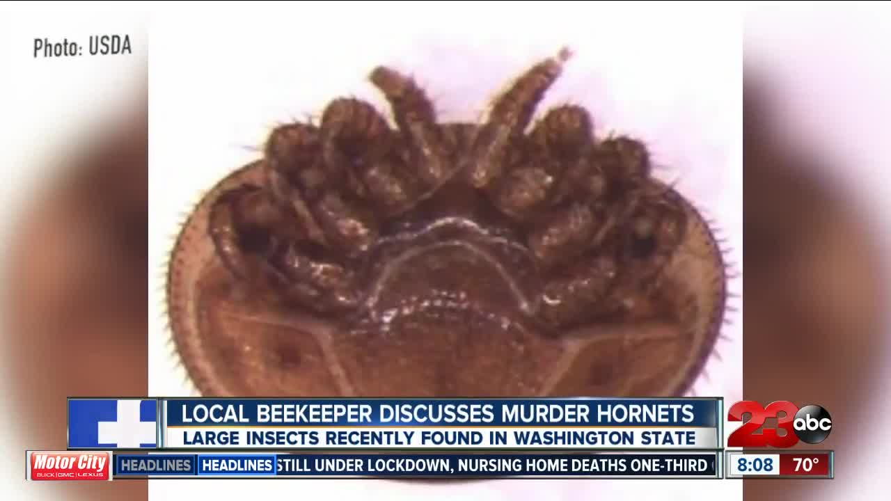 Local beekeeper not concerned about reports of "Murder Hornets" in U.S.